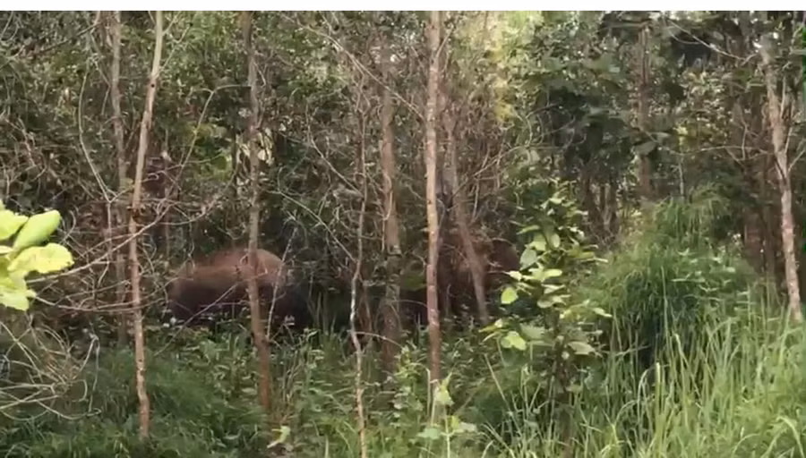 Voi rừng xuất hiện phá hoại nương rẫy và rượt đuổi người dân.