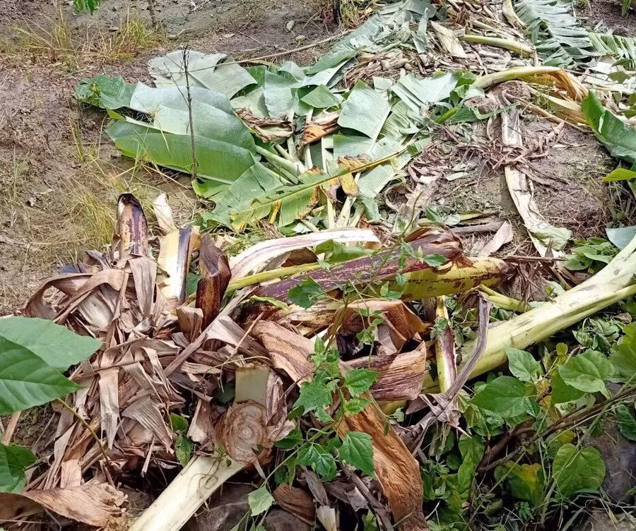 Cây trồng của người dân bị phá hoại.