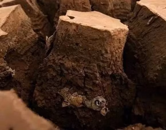 Cá mắc kẹt 4 năm trong đất khô vẫn sống sót