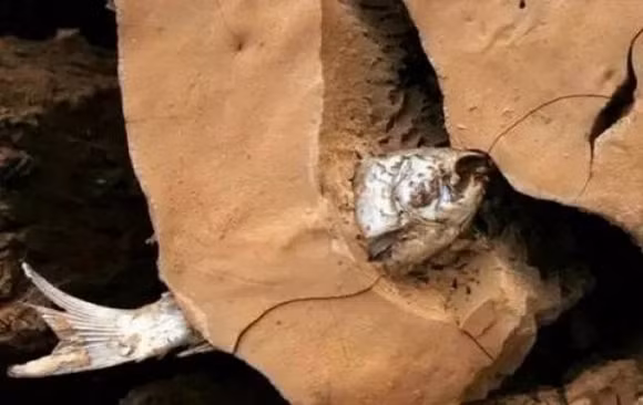 Kỳ diệu chú cá mắc kẹt giữa đất khô 4 năm vẫn sống sót