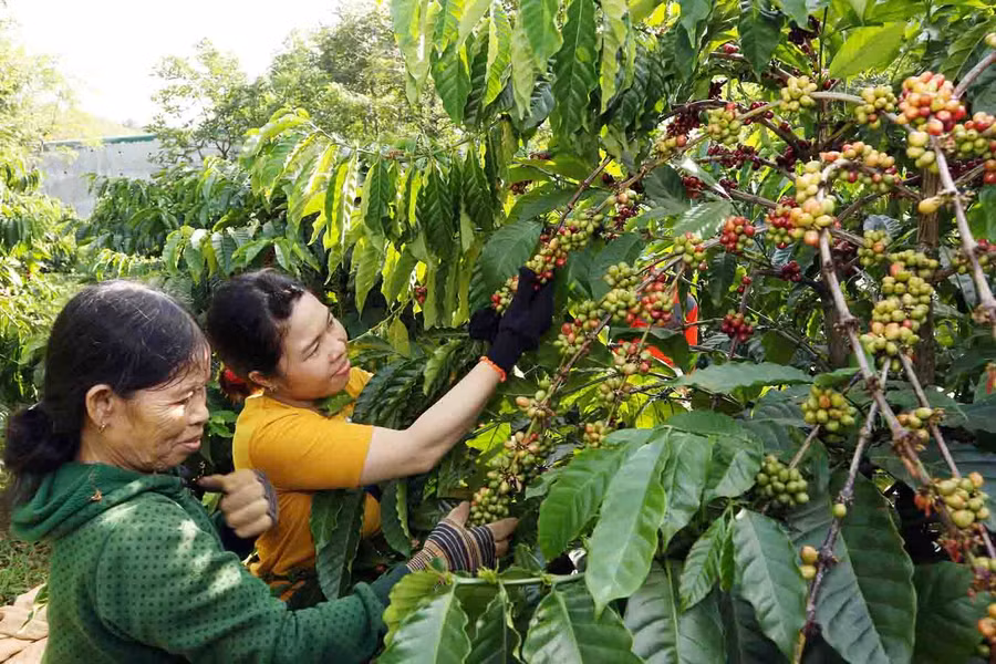 Nông dân tham gia dự án Nescafé Plan đang thu hoạch tại vườn mẫu tại xã Nhân Cơ, tỉnh Gia Lai