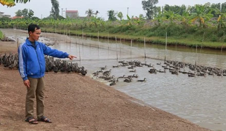 Với đàn vịt hàng vạn con, mỗi tháng ông chủ 33 tuổi thu khoảng 50 triệu đồng. Ảnh: Phương Vy.Với đàn vịt hàng vạn con, mỗi tháng ông chủ 33 tuổi thu khoảng 50 triệu đồng. Ảnh: Phương Vy.
