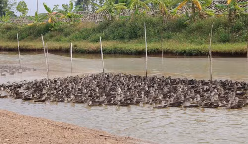 Chàng trai có hai bằng đại học về quê nuôi vịt trời ảnh 1