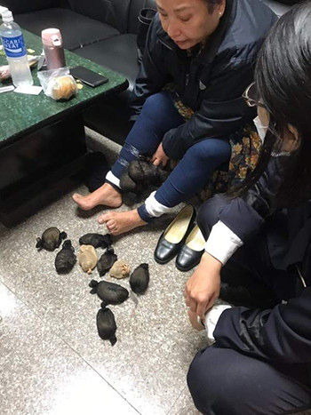 Người phụ nữ 60 tuổi bị phát hiện giấu 24 con chuột nhảy dưới váy. Ảnh:Coast Guard Administration Người phụ nữ 60 tuổi bị phát hiện giấu 24 con chuột nhảy dưới váy. Ảnh: Coast Guard Administration