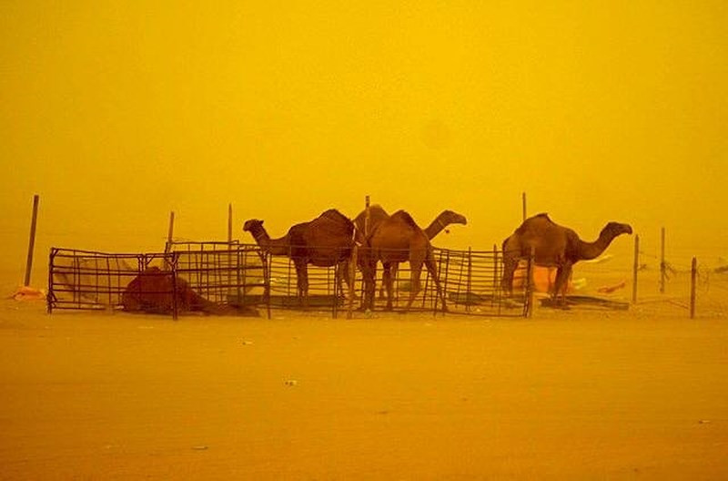 Bão cát nhuộm vàng thủ đô Ai Cập ảnh 11