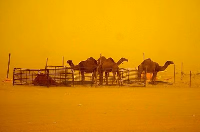 Bão cát nhuộm vàng thủ đô Ai Cập ảnh 11