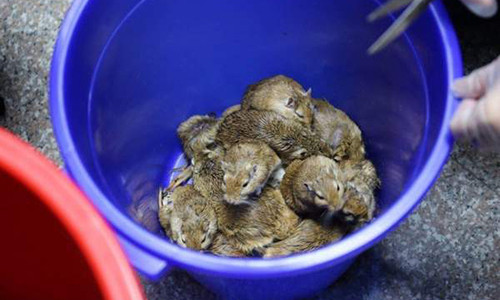 24 con chuột nhảy bị tịch thu. Ảnh:Coast Guard Administration 24 con chuột nhảy bị tịch thu. Ảnh: Coast Guard Administration