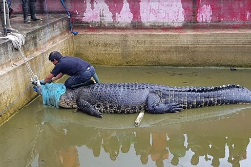 Kinh hoàng cơn điên cuồng của con cá sấu “cưng” phản chủ ảnh 1 Kinh hoàng cơn điên cuồng của con cá sấu “cưng” phản chủ ảnh 1