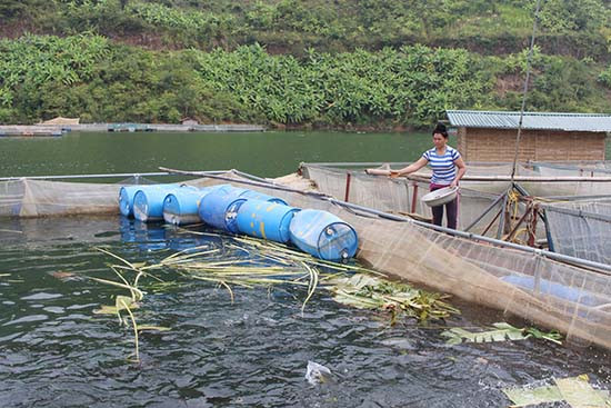 Chị Lò Thị Bàn đang chăm sóc đàn cá. Chị Lò Thị Bàn đang chăm sóc đàn cá.