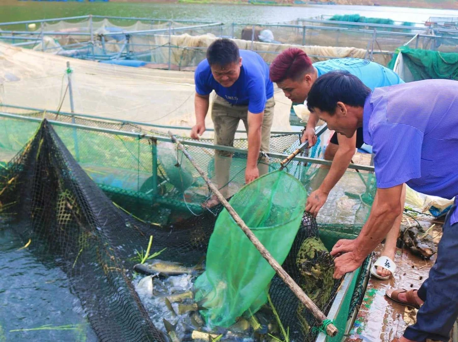 Anh Lù Văn Khánh, xã Chiềng Lao (người đầu tiên bên trái) đang bắt cá bán cho thương lái.