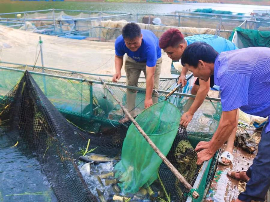 Anh Lù Văn Khánh, xã Chiềng Lao (người đầu tiên bên trái) đang bắt cá bán cho thương lái.