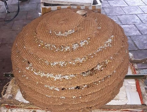 Tổ ong "khủng" 10 tầng, nặng hơn 20kg. Tổ ong "khủng" 10 tầng, nặng hơn 20kg.