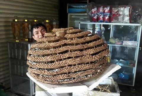 Rất khó khăn khi di chuyển tổ ong "khủng".. Rất khó khăn khi di chuyển tổ ong "khủng"..