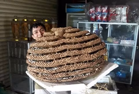 Rất khó khăn khi di chuyển tổ ong "khủng"..