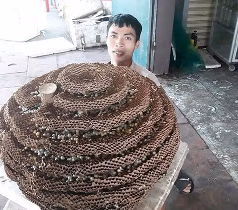 Anh Nguyễn Phùng Quản và tổ ong "khủng" vừa săn được.