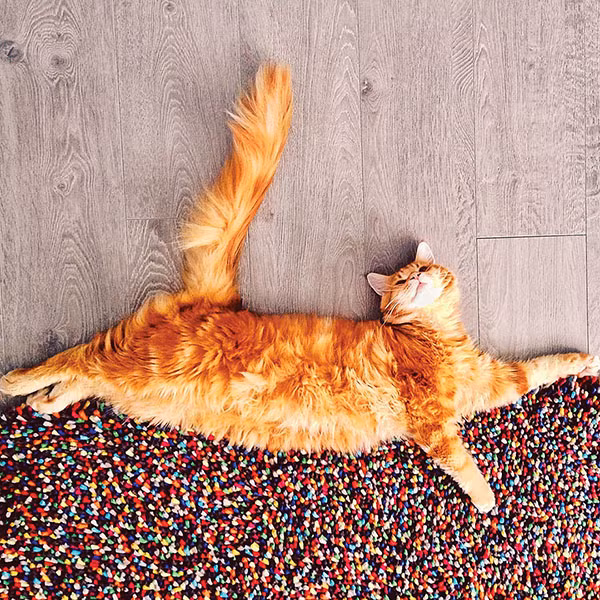 Thế giới cổ tích vi diệu của chú mèo Nga béo núc ních - Ảnh 9.