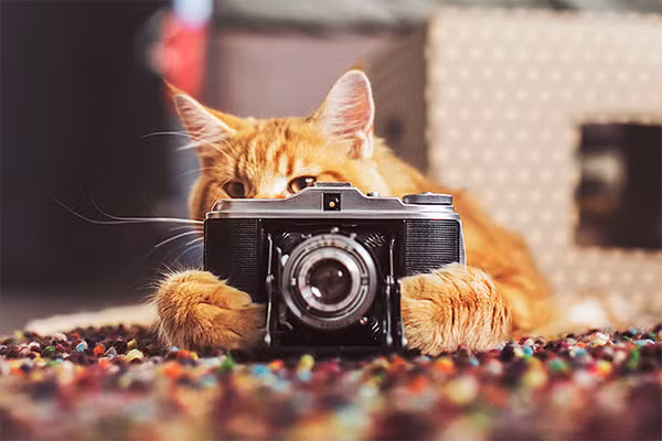 Thế giới cổ tích vi diệu của chú mèo Nga béo núc ních - Ảnh 8.