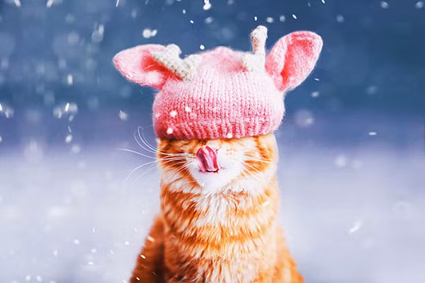 Thế giới cổ tích vi diệu của chú mèo Nga béo núc ních - Ảnh 4.