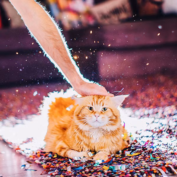 Thế giới cổ tích vi diệu của chú mèo Nga béo núc ních - Ảnh 12.