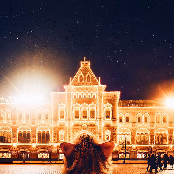 Thế giới cổ tích vi diệu của chú mèo Nga béo núc ních - Ảnh 13.