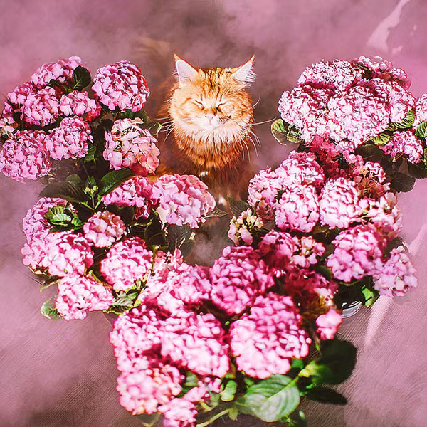 Thế giới cổ tích vi diệu của chú mèo Nga béo núc ních - Ảnh 7.