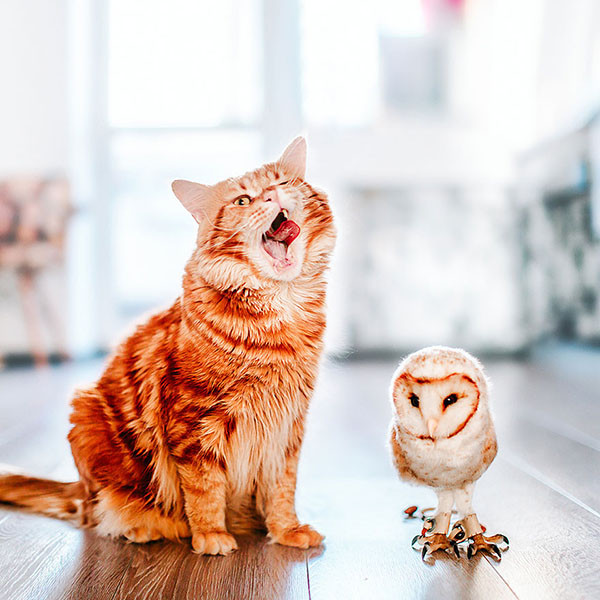 Thế giới cổ tích vi diệu của chú mèo Nga béo núc ních - Ảnh 10. Thế giới cổ tích vi diệu của chú mèo Nga béo núc ních - Ảnh 10.