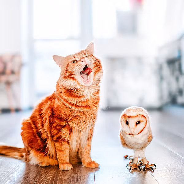 Thế giới cổ tích vi diệu của chú mèo Nga béo núc ních - Ảnh 10.