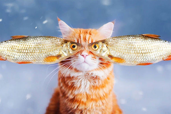Thế giới cổ tích vi diệu của chú mèo Nga béo núc ních