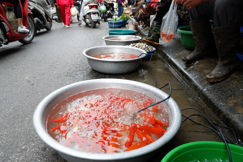 Giá cá chép ở một số chợ trên địa bàn quận Long Biên thấp nhất là 20 nghìn đồng/3 con. Giá cá chép ở một số chợ trên địa bàn quận Long Biên thấp nhất là 20 nghìn đồng/3 con.