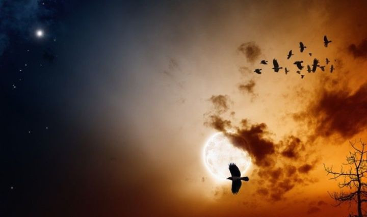 Ngoi lang hang nghin con chim den de chet hinh anh 5 BlogPoke.jpg