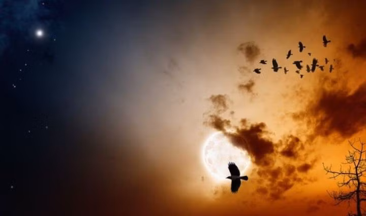 Một giả thuyết khác cho rằng thời tiết của khu vực này dẫn đến sự thay đổi từ tính của nước ngầm, khiếnnhững con chim mất phương hướng. Các hội bảo vệ động vật hoang dã và chim ở Ấn Độ đã đến làng để tuyên truyền nhằm nỗ lực ngăn chặn việcgiết loài vật này của người dân. Từ đó, số lượng chim chết tại đây đã giảm 40%. Ảnh: I Am Gujarat. Ngoi lang hang nghin con chim den de chet hinh anh 5 BlogPoke.jpg