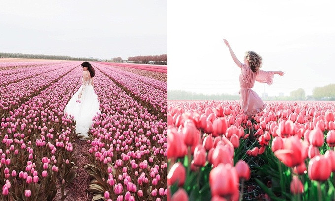 Chụp ảnh cưới giữa cánh đồng hoa tulip ảnh 6 Chụp ảnh cưới giữa cánh đồng hoa tulip