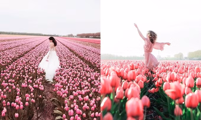 Chụp ảnh cưới giữa cánh đồng hoa tulip