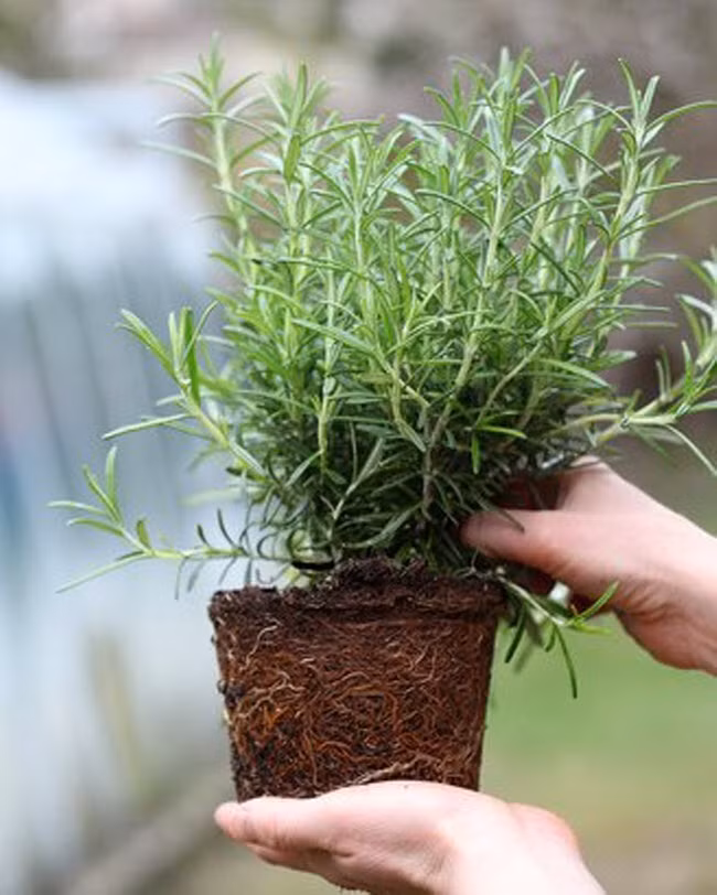 15 cách diệt côn trùng tự nhiên vừa rẻ vừa hiệu quả