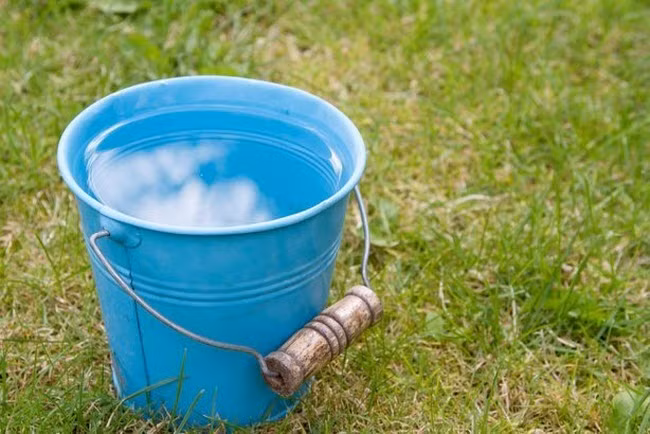 15 cách diệt côn trùng tự nhiên vừa rẻ vừa hiệu quả