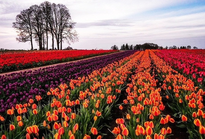 Chụp ảnh cưới giữa cánh đồng hoa tulip ảnh 4 Chụp ảnh cưới giữa cánh đồng hoa tulip