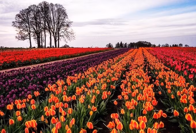 Chụp ảnh cưới giữa cánh đồng hoa tulip