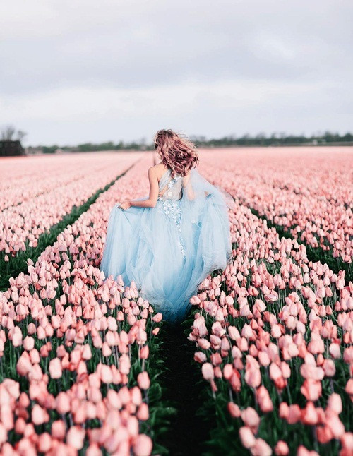 Chụp ảnh cưới giữa cánh đồng hoa tulip ảnh 2 Chụp ảnh cưới giữa cánh đồng hoa tulip