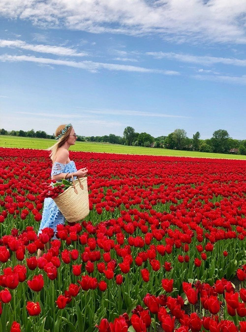 Chụp ảnh cưới giữa cánh đồng hoa tulip ảnh 3 Chụp ảnh cưới giữa cánh đồng hoa tulip