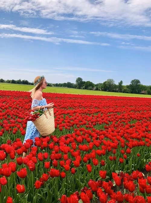 Chụp ảnh cưới giữa cánh đồng hoa tulip