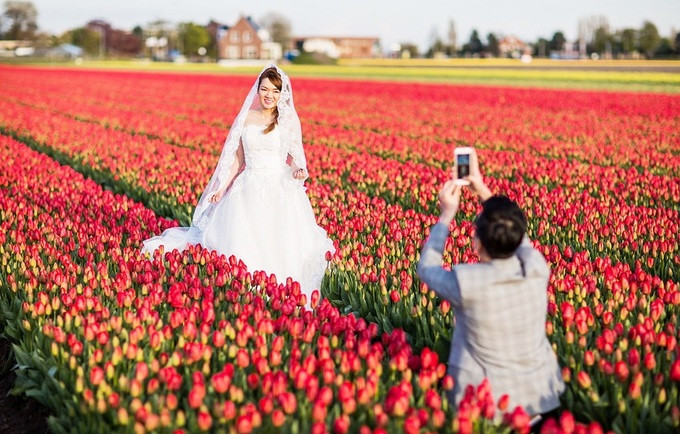 Chụp ảnh cưới giữa cánh đồng hoa tulip ảnh 1 Chụp ảnh cưới giữa cánh đồng hoa tulip