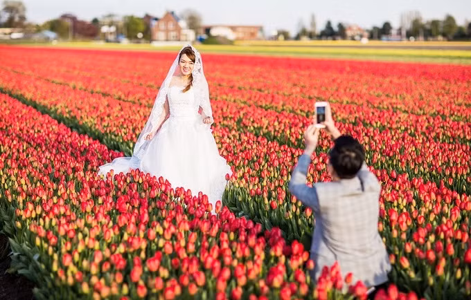 Chụp ảnh cưới giữa cánh đồng hoa tulip
