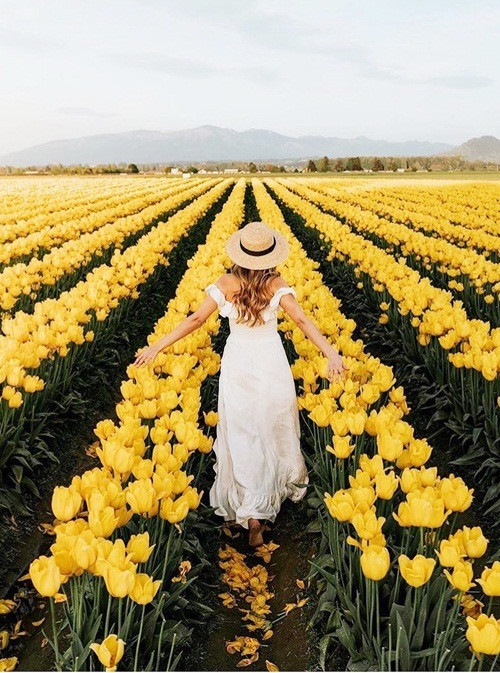 Chụp ảnh cưới giữa cánh đồng hoa tulip ảnh 11 Chụp ảnh cưới giữa cánh đồng hoa tulip