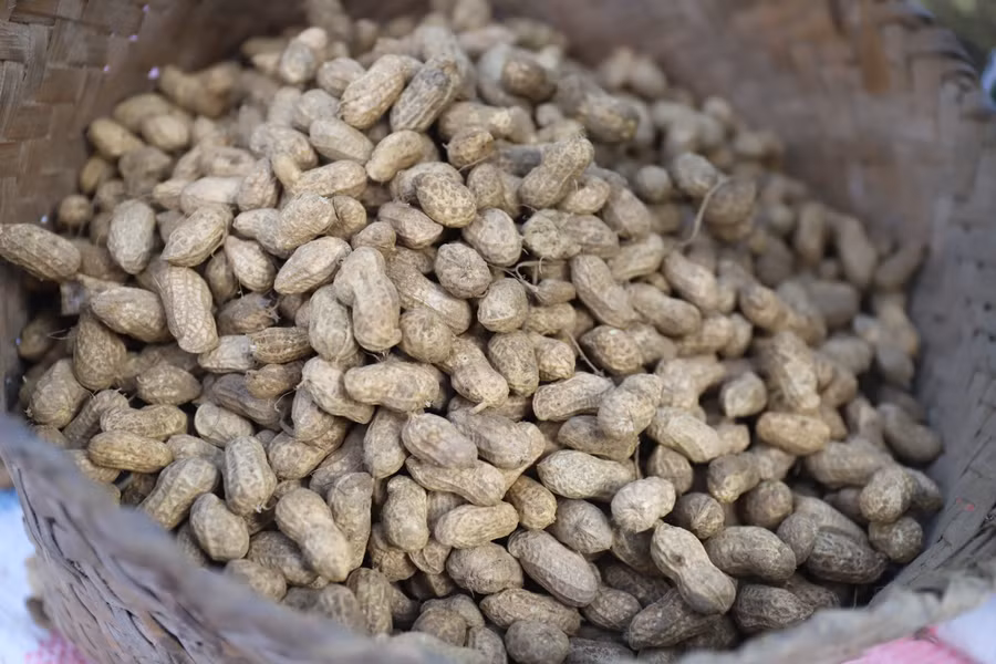 Cây lạc cho thu nhập cao hơn so với trồng lúa. (Ảnh: Phạm Tâm)