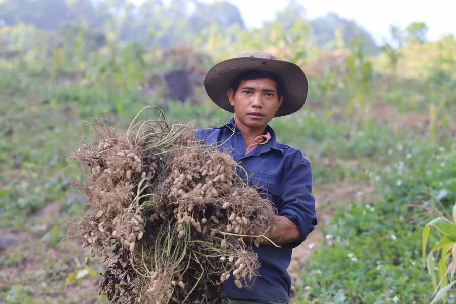 Người dân bản Pà Ca, xã Nậm Cắn thu hoạch lạc. (Ảnh: Phạm Tâm)