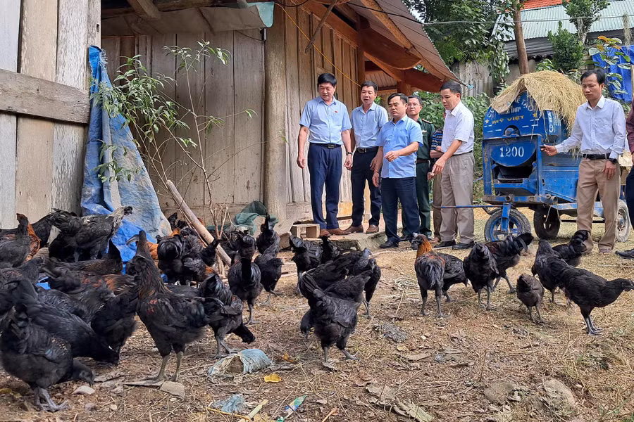 Mô hình chăn nuôi gà đen thương phẩm theo hướng an toàn sinh học tại xã biên giới Na Loi. (Ảnh: Lữ Phú)