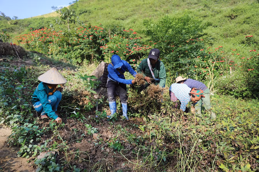 Cây lạc được trồng trên dãy Trường Sơn có độ cao hơn 800m so với mực nước biển. (Ảnh: Phạm Tâm)