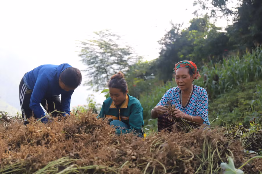 Người dân xã Nậm Cắn phấn khởi vì củ lạc được mùa, được giá. (Ảnh: Phạm Tâm)