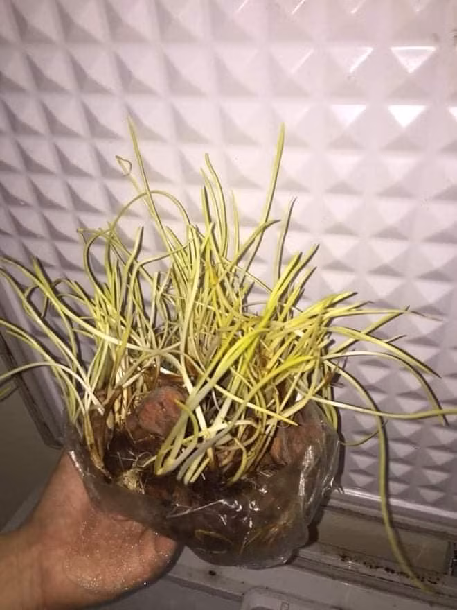 Mua hành củ, lại được cả hành lá để ăn.