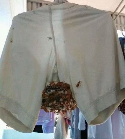 Vậy là đã biết chị ong nâu bay đi đâu rồi!